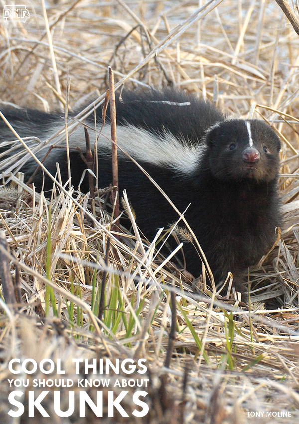 Did you know skunks don't spray right away? They first warn predators and competitors of the impending stench by stomping their feet, clicking their teeth and raising their tails. | Iowa DNR